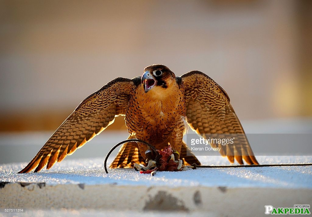 Shaheen Falcon Feeding Breeding Pakistani Shaheen And
