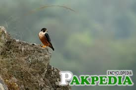 Shaheen Falcon Feeding Breeding Pakistani Shaheen And