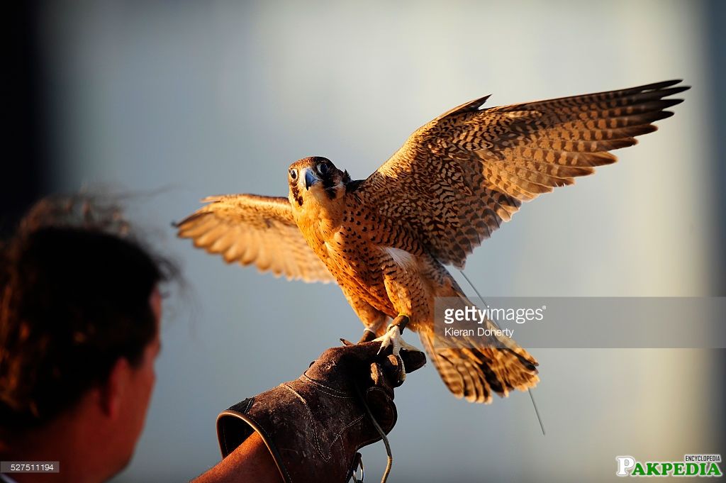 Shaheen Falcon Feeding Breeding Pakistani Shaheen And